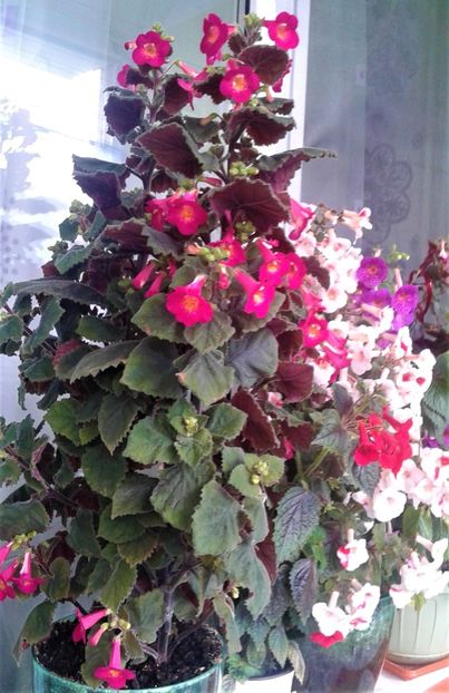  - 000018 ACHIMENES
