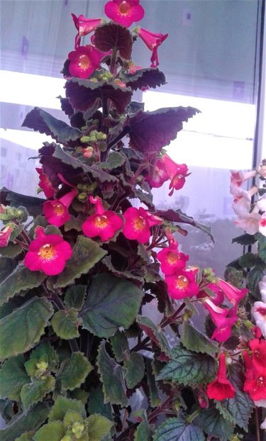 - 000018 ACHIMENES