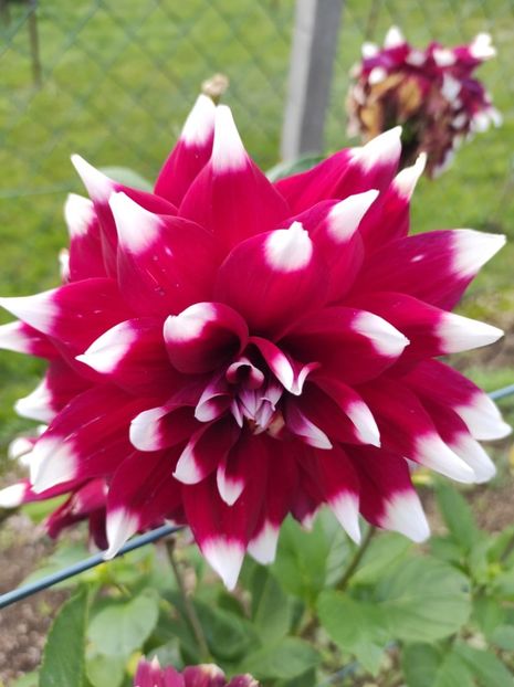 IMG-2023.10.21 - A doua grădină