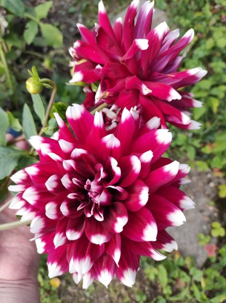 IMG-2023.10.21 - A doua grădină