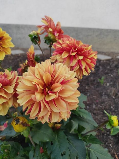 IMG-2023.10.21 - A doua grădină