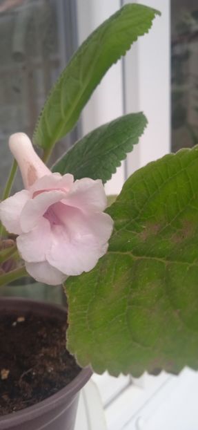  - Playful porpoise Amandas Peny