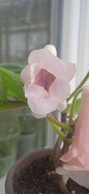  - Playful porpoise Amandas Peny