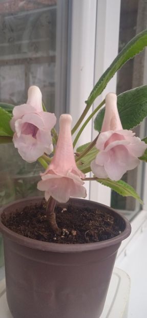  - Playful porpoise Amandas Peny