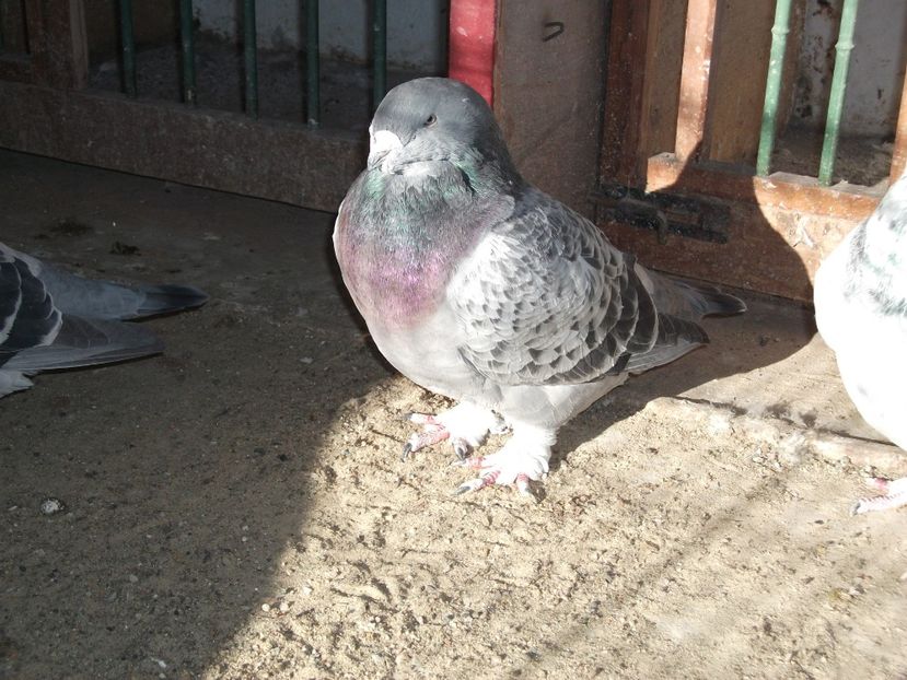  - porumbei standard 2023