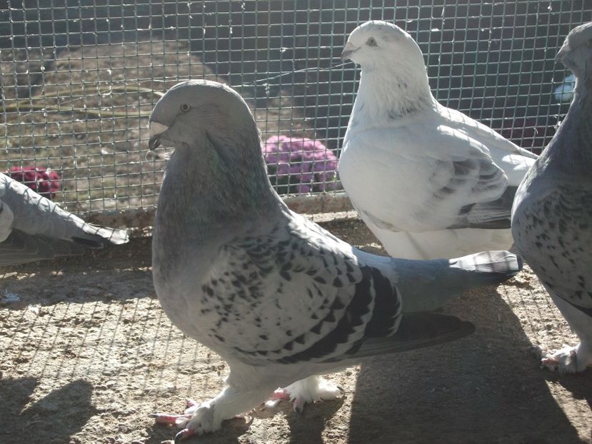 fata 1 an - porumbei standard 2023