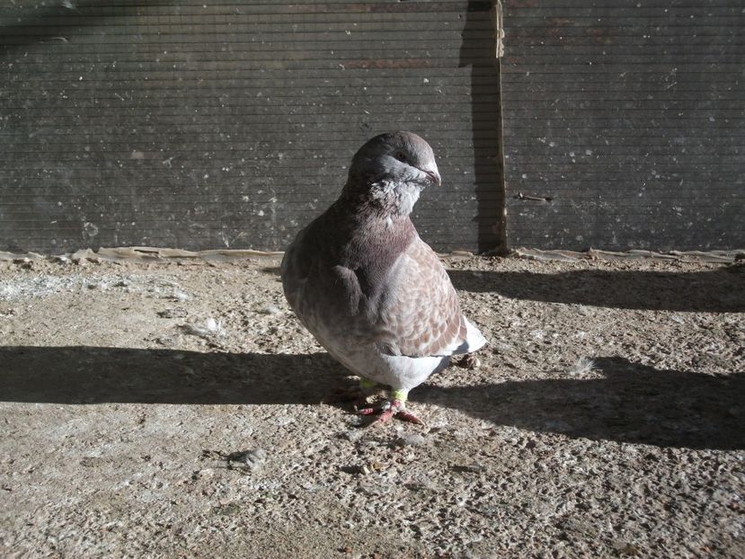  - porumbei standard 2023