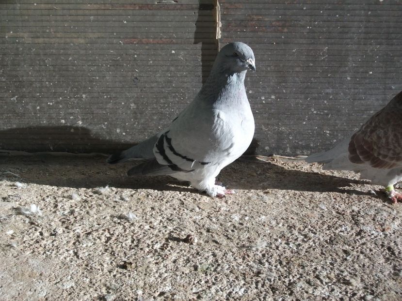  - porumbei standard 2023