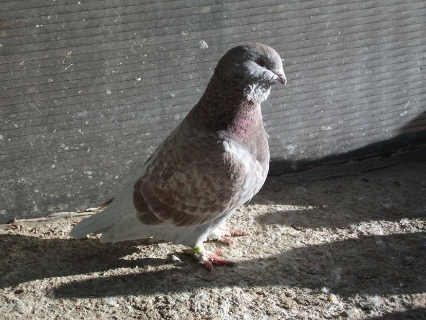  - porumbei standard 2023