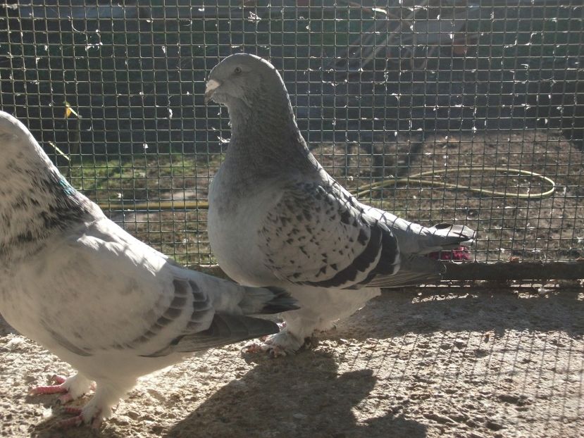 fata 1 an - porumbei standard 2023