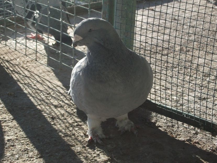  - porumbei standard 2023