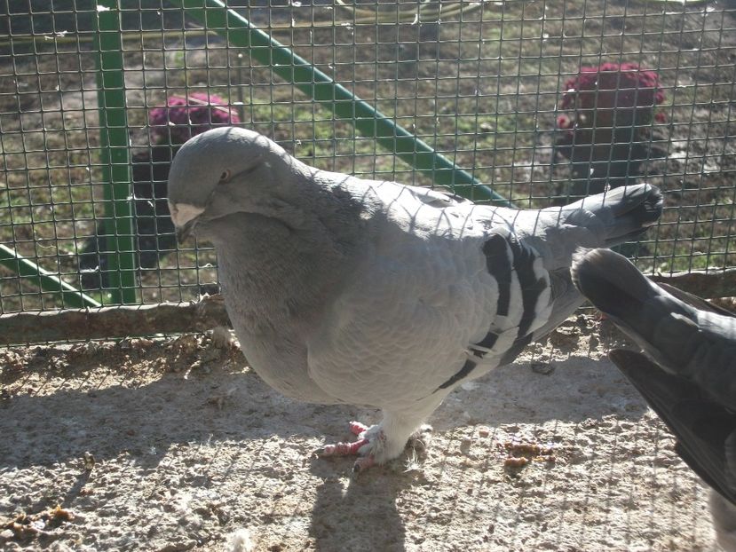 Fata - porumbei standard 2023