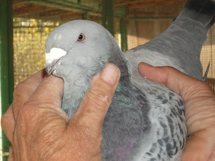 fata 3 luni - porumbei standard 2023