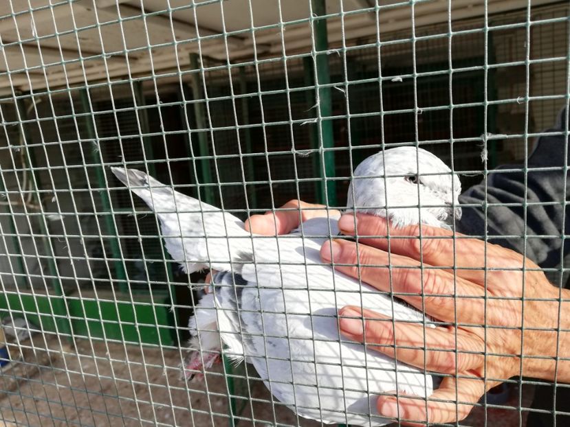 3 luni - porumbei standard 2023