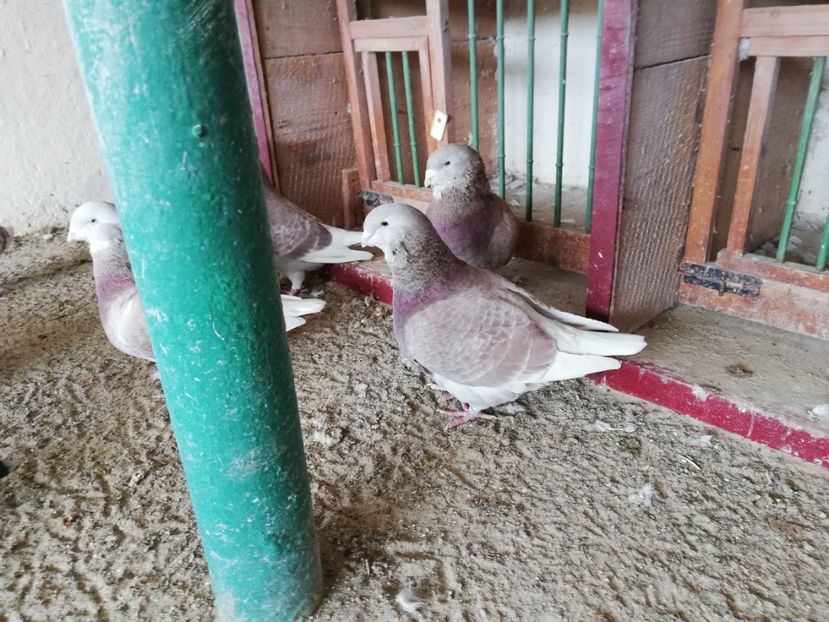  - porumbei standard 2023