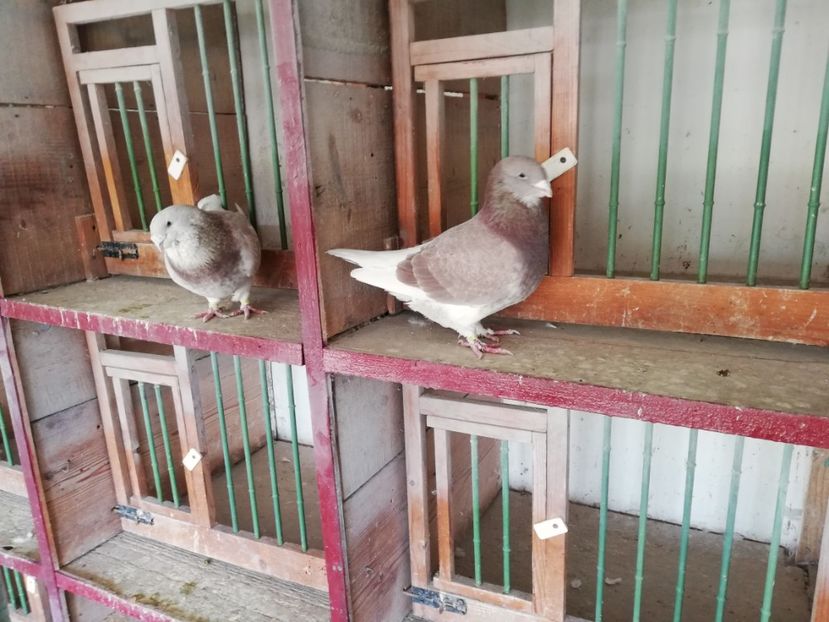  - porumbei standard 2023