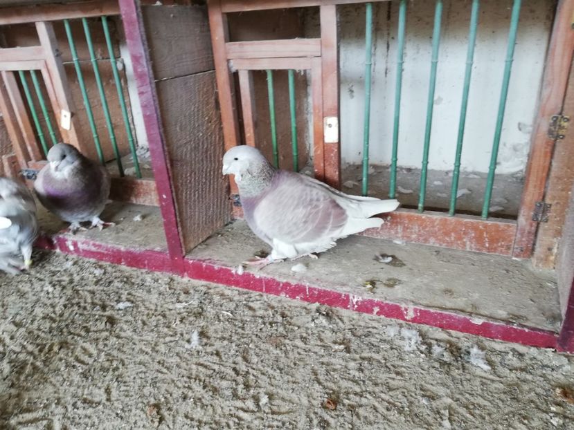 5 luni - porumbei standard 2023