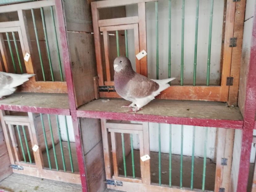  - porumbei standard 2023