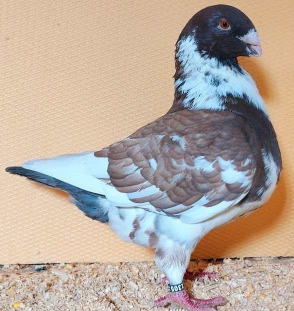  - 3---AGH DAȚI 2019 - 2025