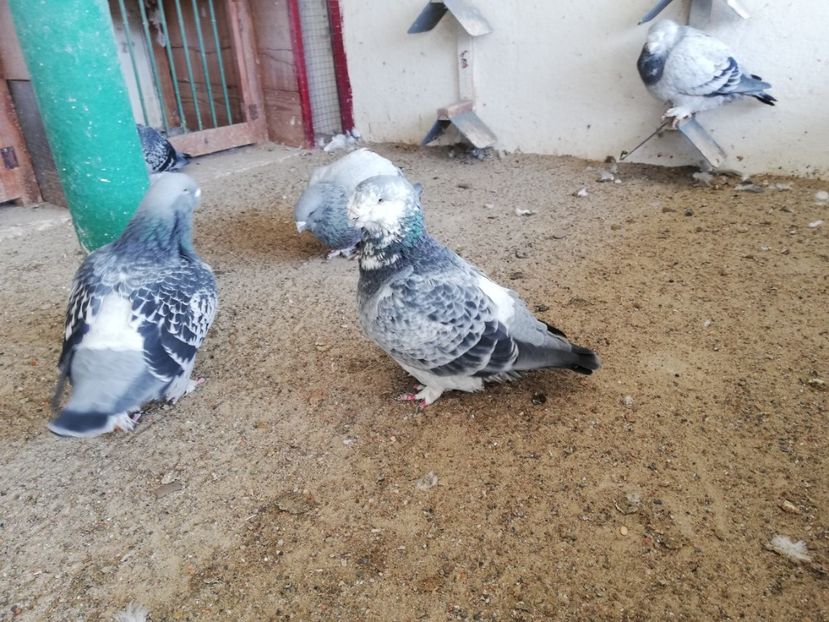  - porumbei standard 2023