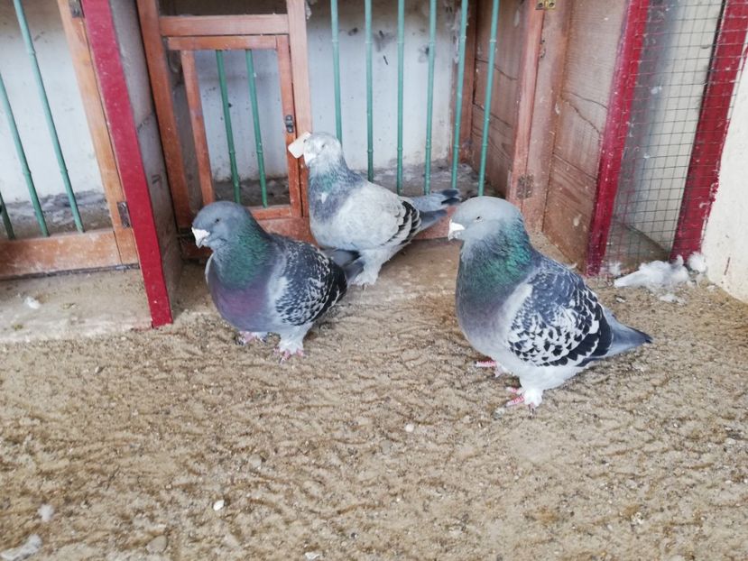  - porumbei standard 2023