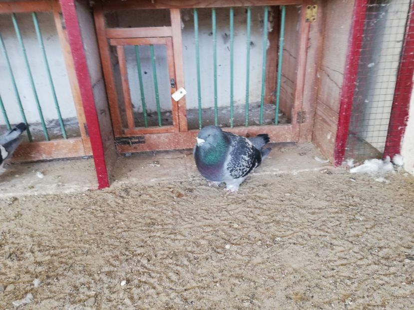  - porumbei standard 2023