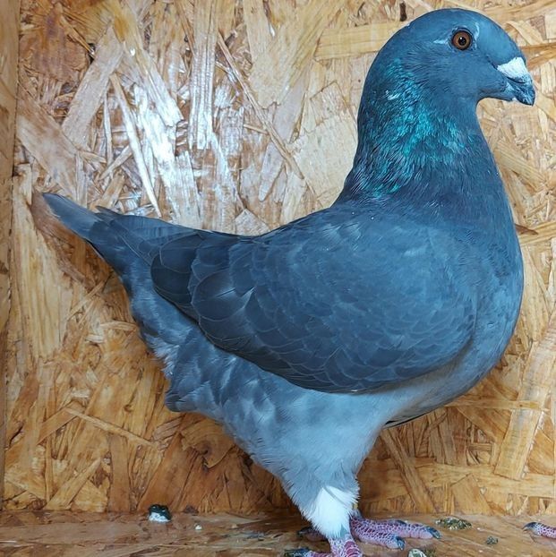  - 3---AGH DAȚI 2019 - 2025