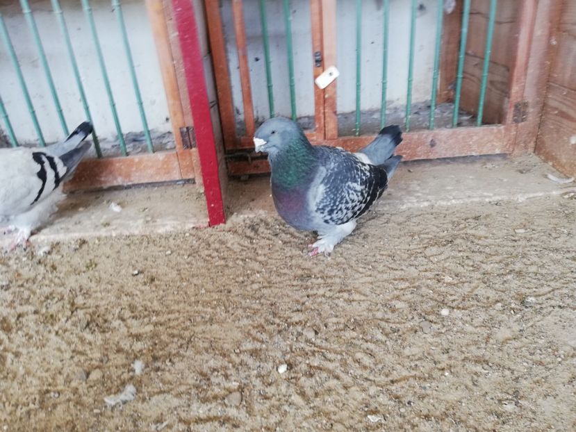  - porumbei standard 2023