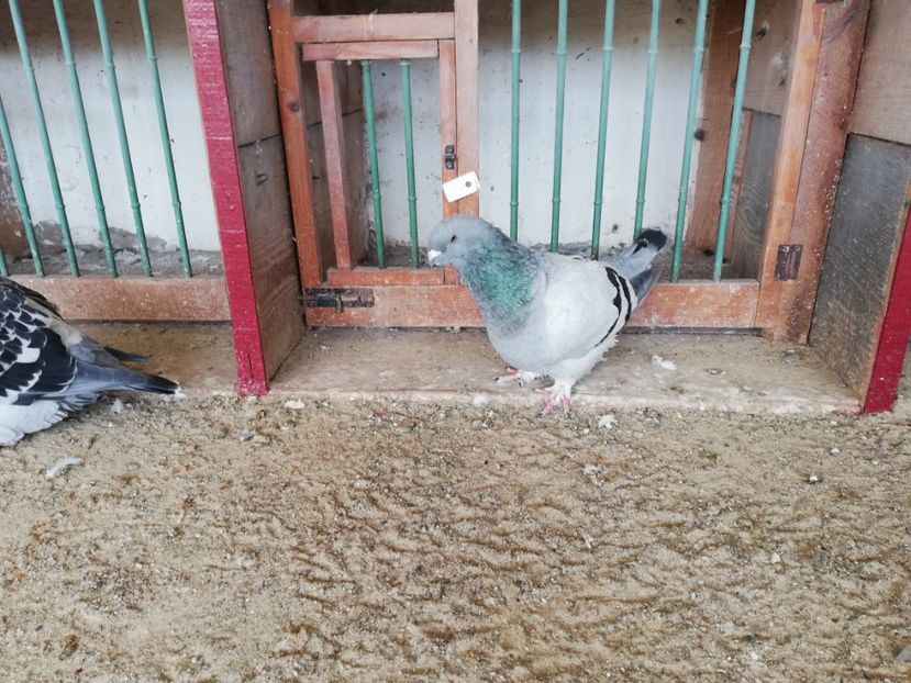 3 luni - porumbei standard 2023