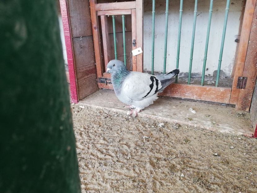 3 luni - porumbei standard 2023