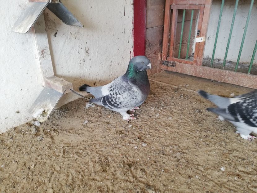  - porumbei standard 2023