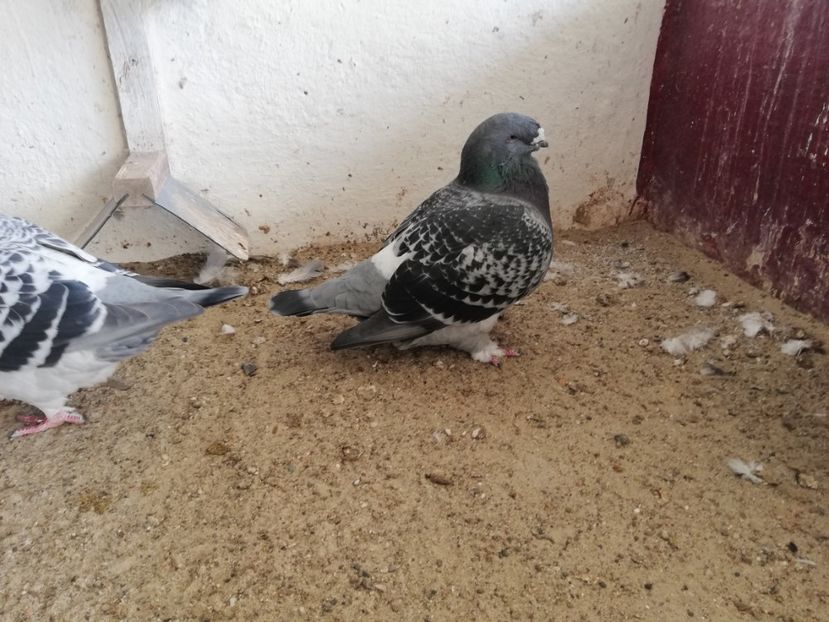  - porumbei standard 2023