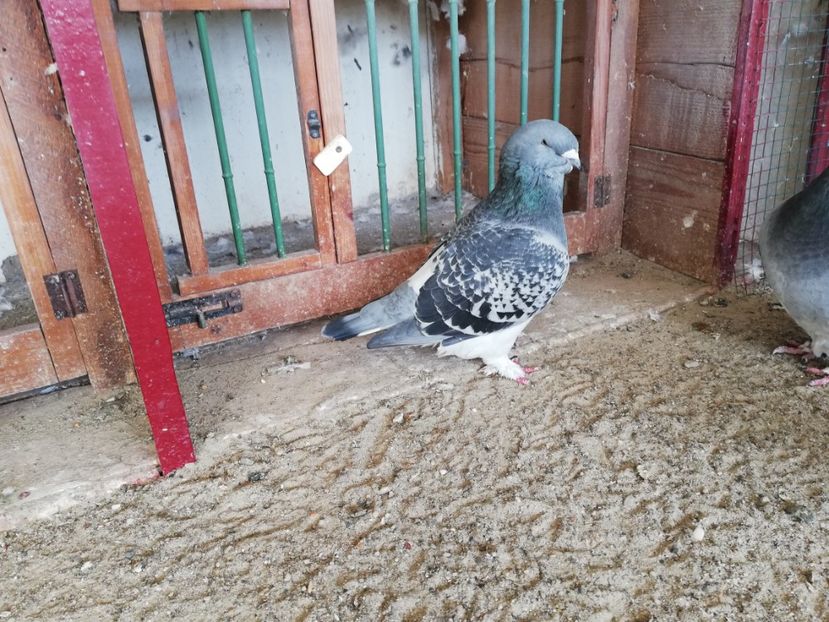  - porumbei standard 2023