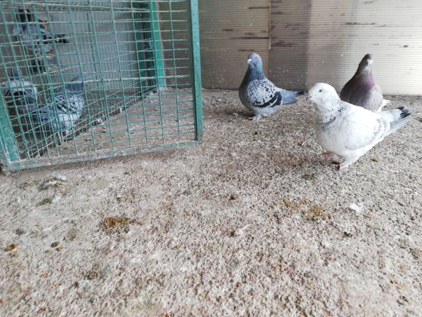 cuca fata 5 luni - porumbei standard 2023