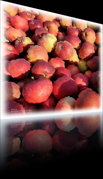 Mere rosii - Des pommes rouge - Red apples - A - DECO ART - CANADA