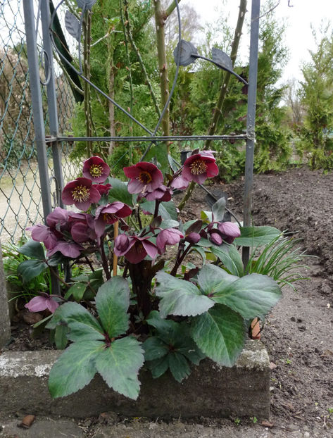  - Helleborus - Spanz
