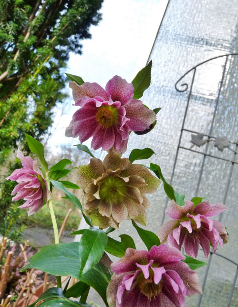  - Helleborus - Spanz