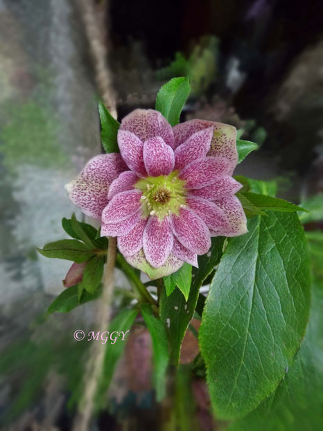 © - Helleborus - Spanz