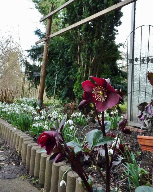  - Helleborus - Spanz