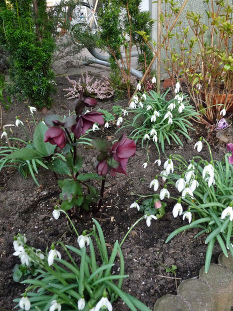  - Helleborus - Spanz