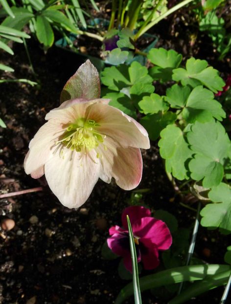  - Helleborus - Spanz