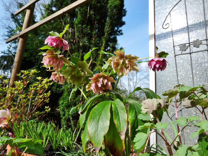  - Helleborus - Spanz