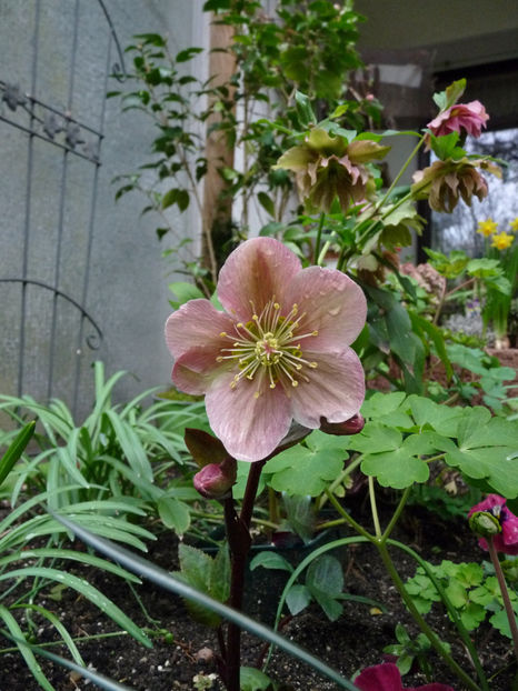  - Helleborus - Spanz
