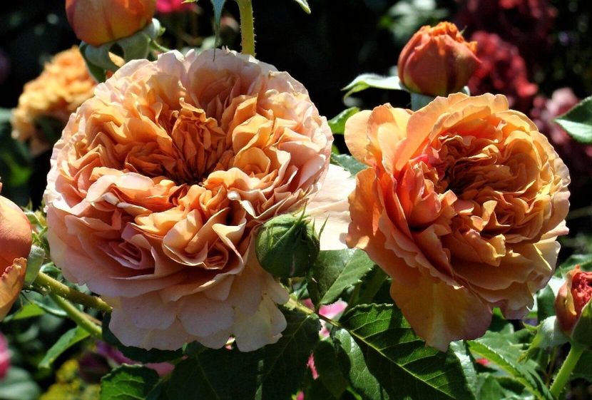 Belle-DAnjou- - TRANDAFIRI FLORIBUNDA de vanzare-2025