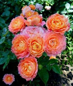 Briosa - TRANDAFIRI FLORIBUNDA de vanzare-2025