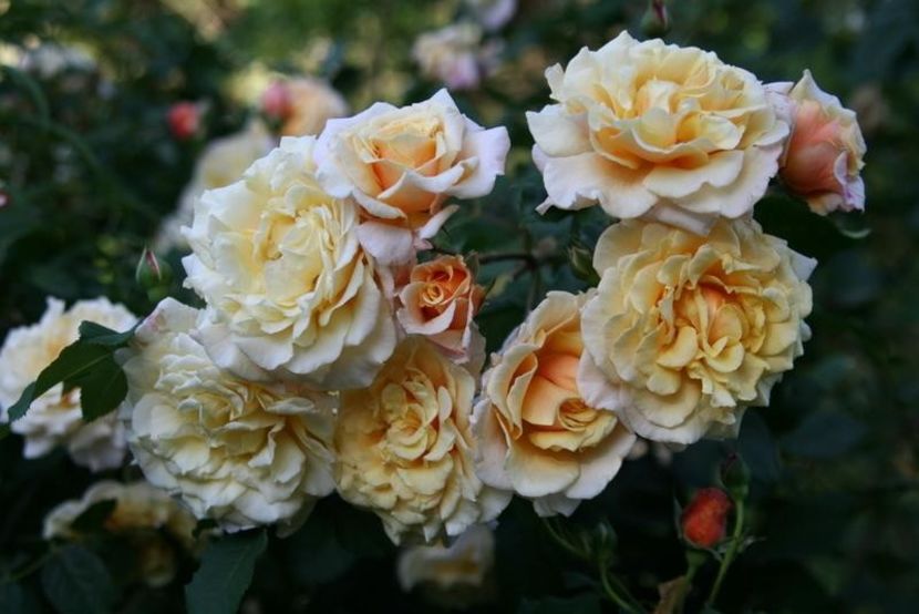 Caramella - TRANDAFIRI FLORIBUNDA de vanzare-2025