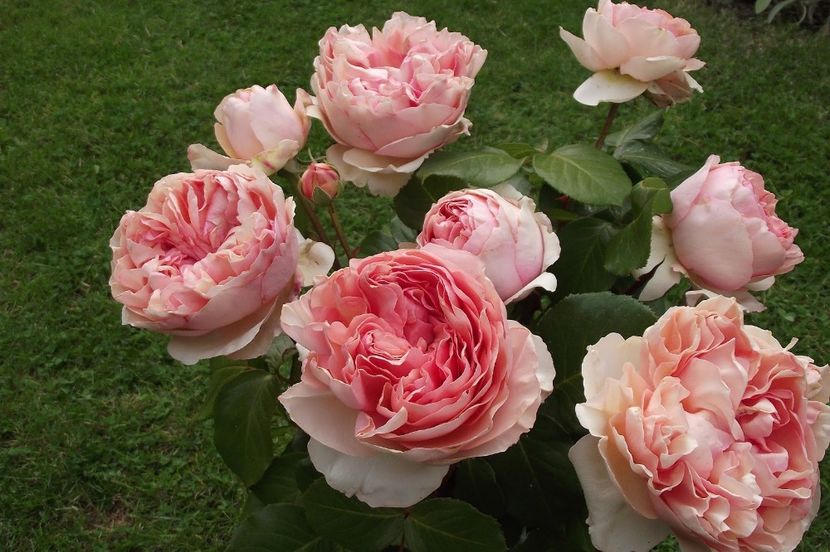 Feeling - TRANDAFIRI FLORIBUNDA de vanzare-2025