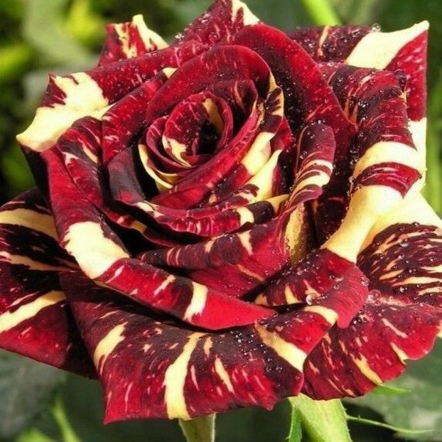 Hocus Pocus, - TRANDAFIRI FLORIBUNDA de vanzare-2025