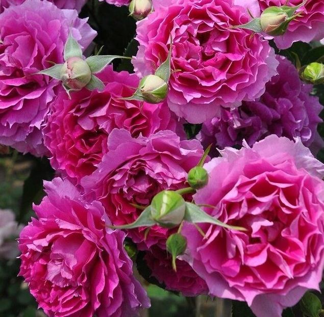 Scheherazade Princess DÓrien - TRANDAFIRI FLORIBUNDA de vanzare-2026