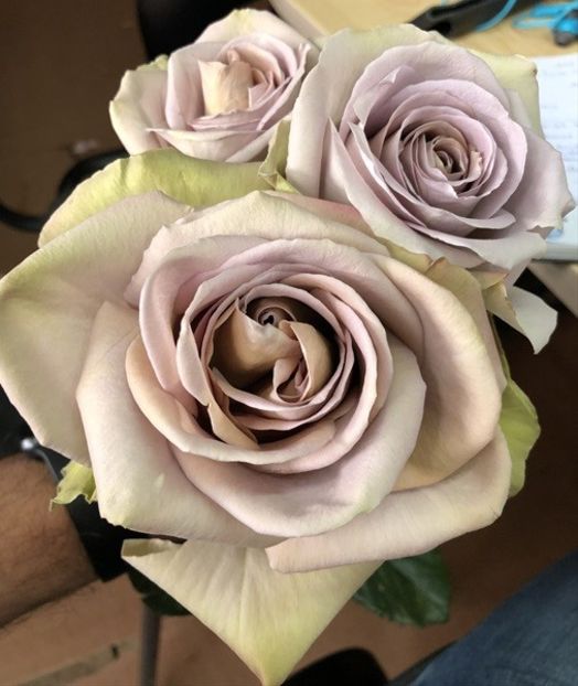 Amnesia - TRANDAFIRI THEAHIBRID de vanzare -2026